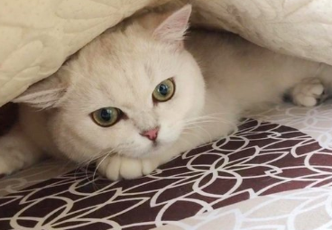 猫咪为什么躲着你走的原因