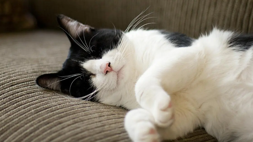 猫咪哼哧哼哧 一抽一抽的 猫咪哼哧哼哧 一抽一抽的