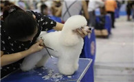 狗美容师资格证怎么考