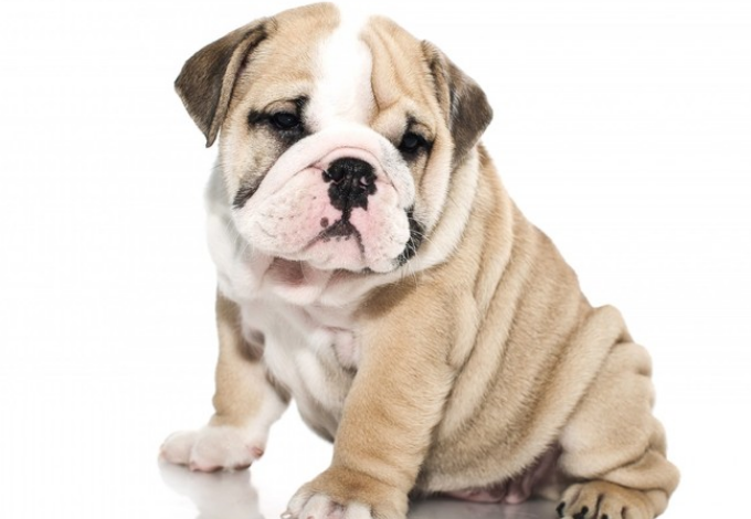一文告诉你,英国斗牛犬握手如何训练? 一文告诉你,英国斗牛犬握手如何训练?