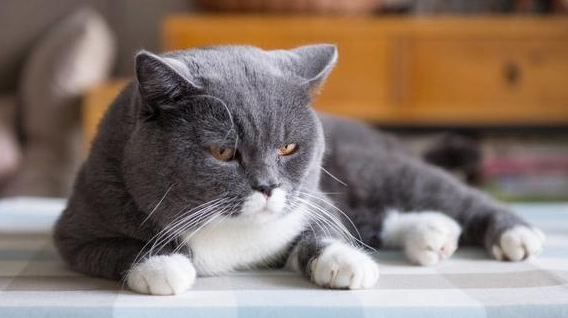 家养猫寿命一般多少年