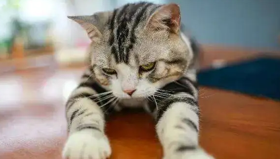 猫咪为什么没声音呢怎么回事
