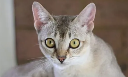 如何判断新加坡猫健康?主人来看看吧 如何判断新加坡猫健康?主人来看看吧
