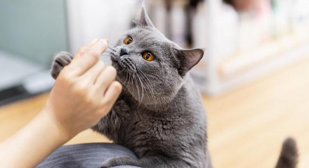 猫咪说话为什么不好听的原因