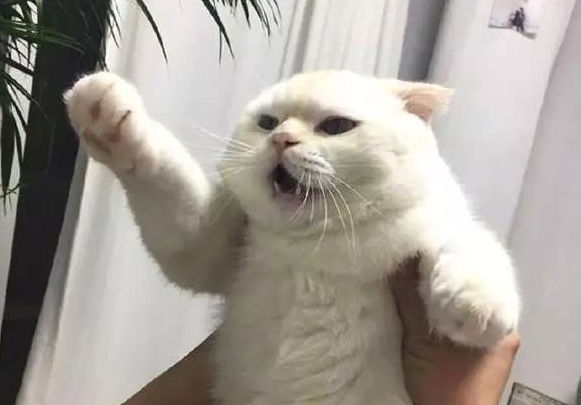 猫咪犟嘴打人怎么回事