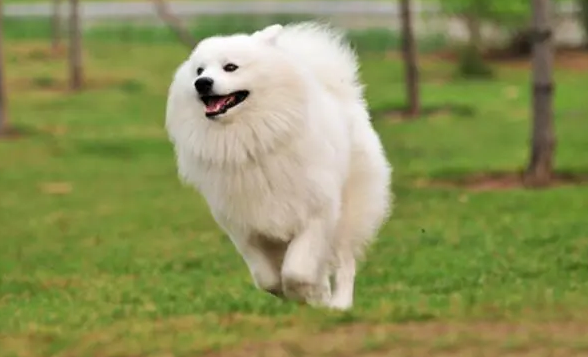 萨摩耶犬吃什么水果？铲屎官必看！