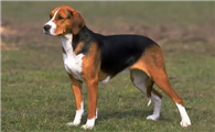 英国猎狐犬产后吃什么?这篇文章了解一下