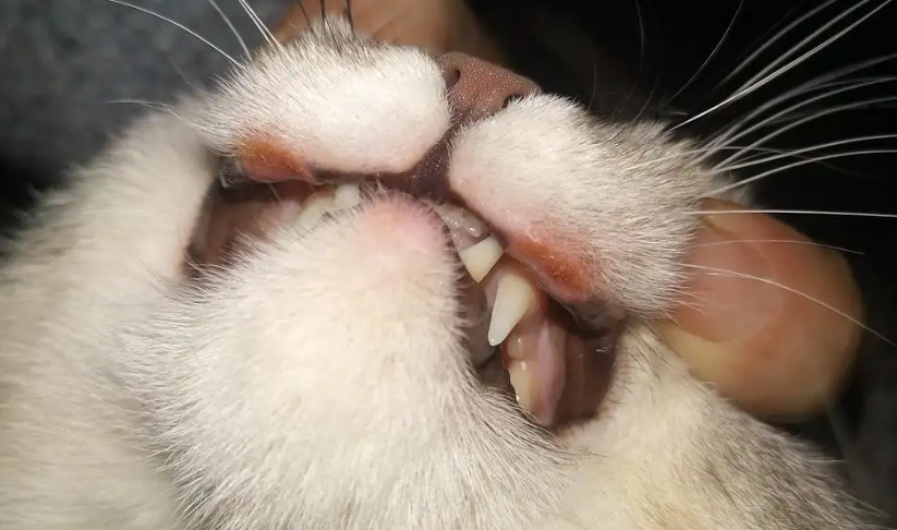 猫咪的嘴巴为什么有异味呢 猫咪的嘴巴为什么有异味呢