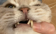 猫牙齿为什么会掉