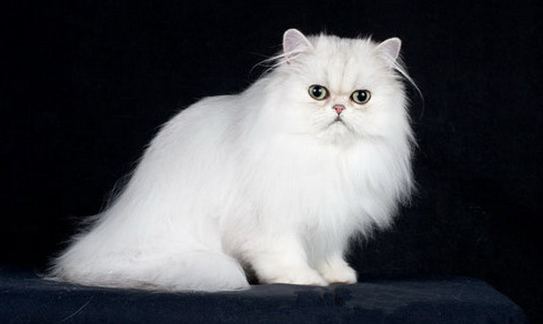 波斯猫幼猫感冒怎么办？来学一下处理方法吧！