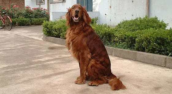 爱尔兰雪达犬怀孕吃什么？不妨来看看吧