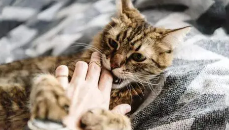 猫咪为什么爱咬人抓人