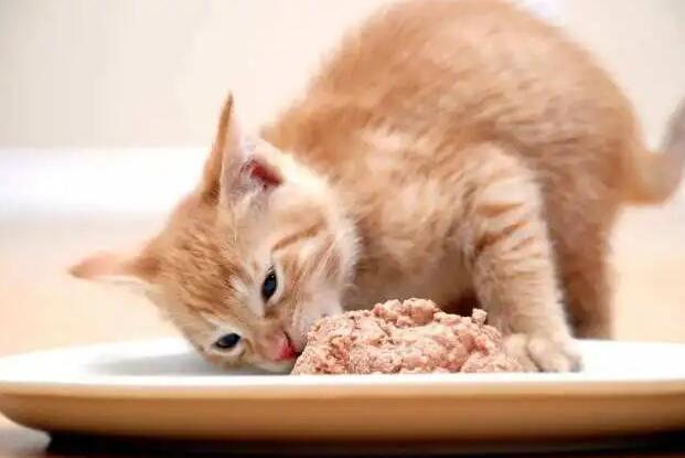 猫猫为啥不吃饭