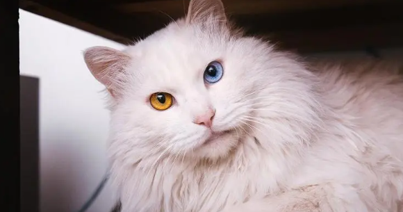 猫咪为什么会有夜光眼症状呢 猫咪为什么会有夜光眼症状呢