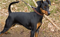 玩具曼彻斯特犬怎么驱虫?方法是?