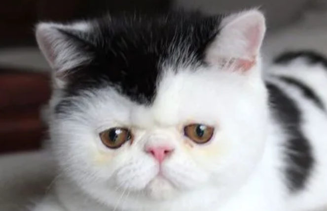 养异国短毛猫需要什么?感兴趣的来看看吧 养异国短毛猫需要什么?感兴趣的来看看吧
