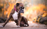 科普：拳师犬怎么训练握手？