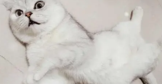 网红猫七七是什么猫