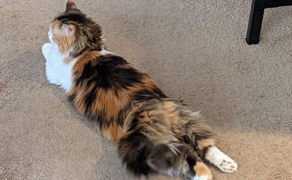 彩虹猫病毒中毒过程 彩虹猫病毒中毒过程