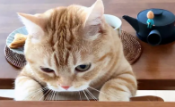 猫咪害怕昏迷吗为什么