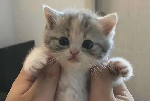 杭州可靠的猫舍