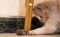猫为什么在晚上抓老鼠