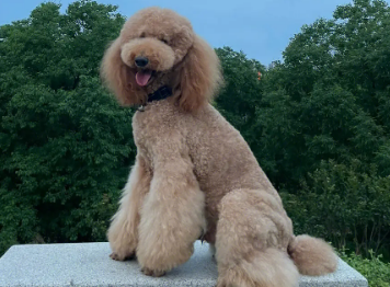 巨贵为什么是禁养犬