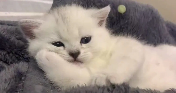 猫咪螨虫感染和猫癣怎么区分