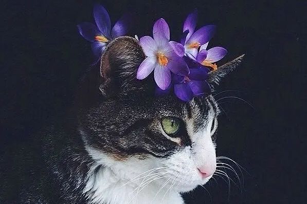 猫最爱吃的10种食物