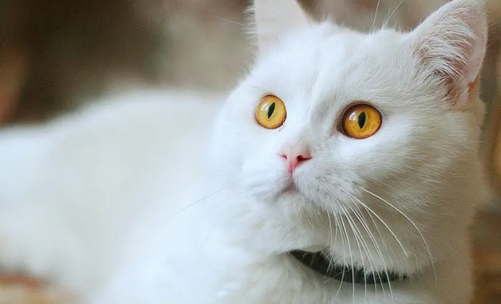 白色猫咪不咬人怎么回事