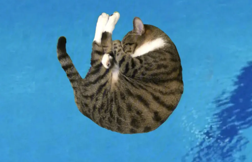 猫咪为什么会跳水
