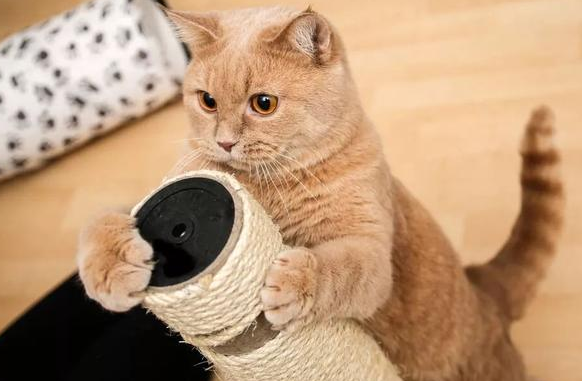 猫咪爬不上人是什么原因 猫咪爬不上人是什么原因