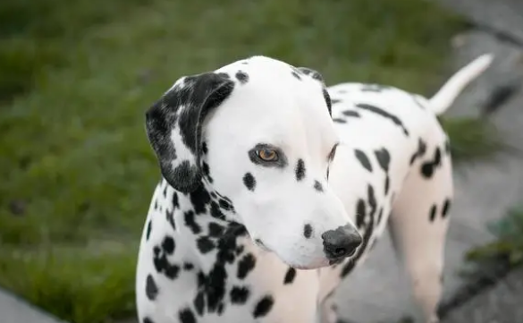 斑点犬为什么没人养了 斑点犬为什么没人养了