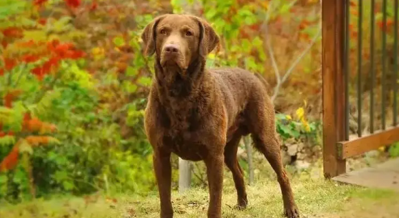 宠物知识:乞沙比克猎犬得了疝气怎么办? 宠物知识:乞沙比克猎犬得了疝气怎么办?