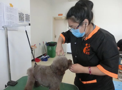 青岛宠物美容培训学校在哪 青岛宠物美容培训学校在哪
