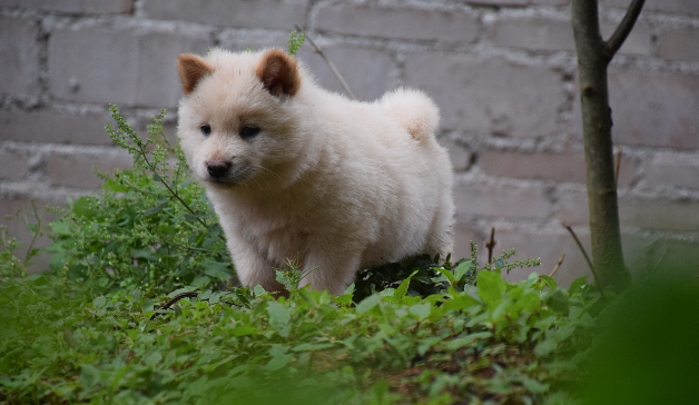 田园犬喜欢主人的表现有哪些？我来给你说