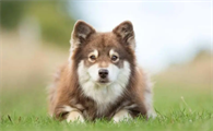 如何训练芬兰拉普猎犬握手？这里有答案！