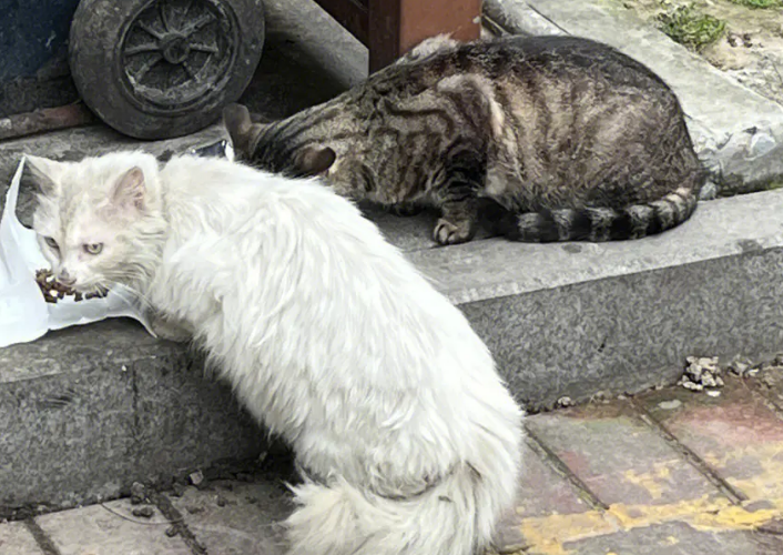 猫咪丢了会想主人吗
