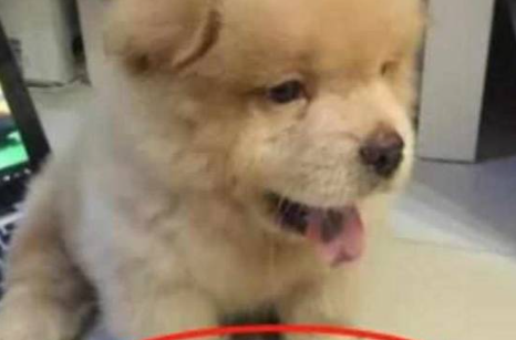 为防狗狗走路打滑,铲屎官把狗爪子毛都剃了,狗狗的表情太委屈 为防狗狗走路打滑,铲屎官把狗爪子毛都剃了,狗狗的表情太委屈