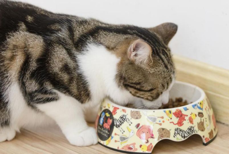 猫舍用什么猫粮