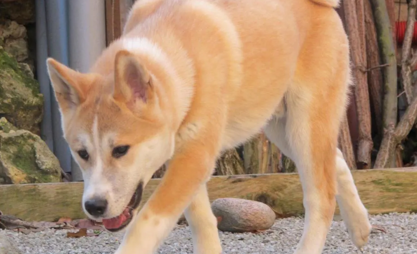 秋田犬吃什么好？你不得不看！