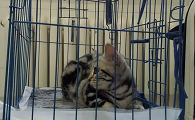 猫咪为什么要扒笼子里面呢