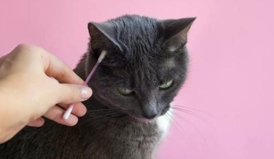 用了棉签后猫咪能安静多久