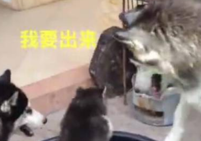 哈士奇生了只有骨气的小二哈，气的狗妈一点脾气都没有 