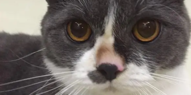 猫咪的头为什么黑了一块