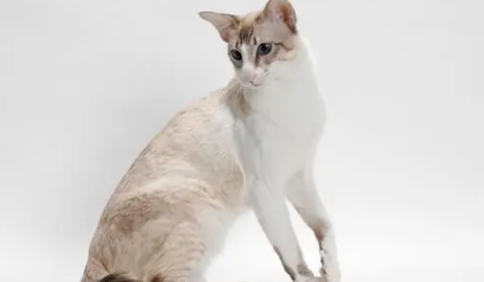 巴厘猫不能吃什么?这些东西千万不能吃! 巴厘猫不能吃什么?这些东西千万不能吃!