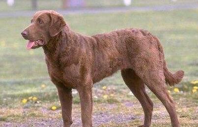 不知道乞沙比克猎犬怎么消除泪痕？看这里