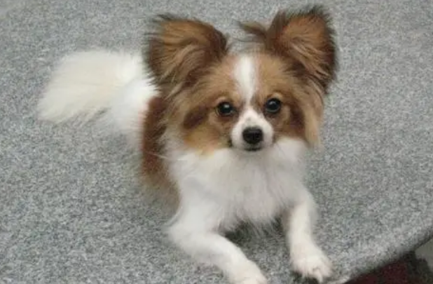 一文告诉你,蝴蝶犬咬人怎么办? 一文告诉你,蝴蝶犬咬人怎么办?