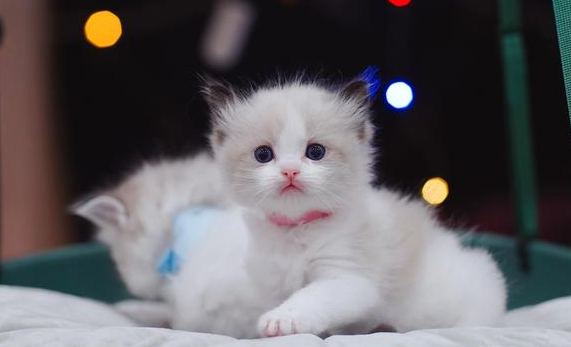 猫咪长得为什么很可爱呢