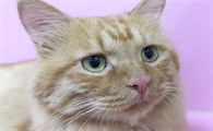 为什么我的猫咪眼睛好小呀